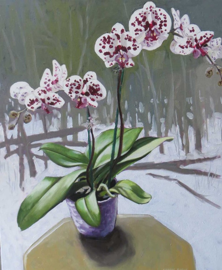 12 20 17 spotted moth orchid 24x20